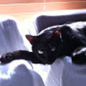 Meet your Posher, Ann